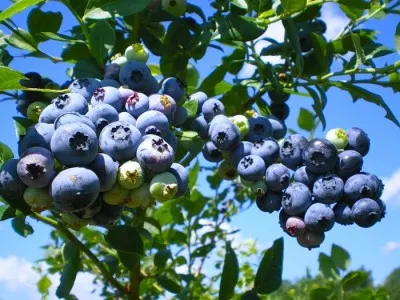 Blueberry Kerti ültetés és gondozás, a szabályokat a termesztés, a legfinomabb fajták