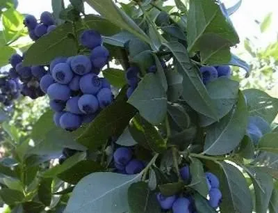 Blueberry Kerti ültetés és gondozás, a szabályokat a termesztés, a legfinomabb fajták