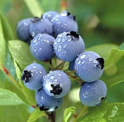 Blueberry Kerti ültetés és gondozás, a szabályokat a termesztés, a legfinomabb fajták