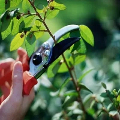 Blueberry Kerti ültetés és gondozás, a szabályokat a termesztés, a legfinomabb fajták