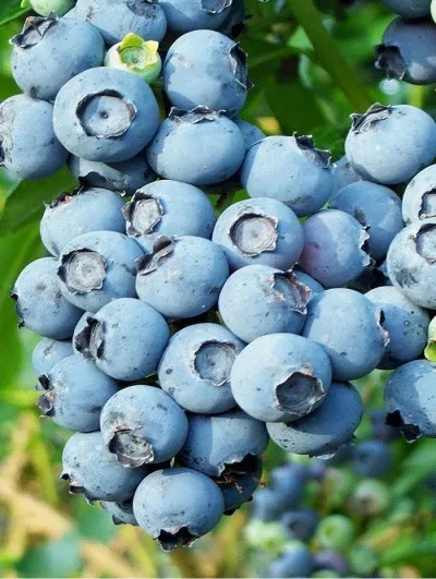 Blueberry Kerti ültetés és gondozás, a szabályokat a termesztés, a legfinomabb fajták