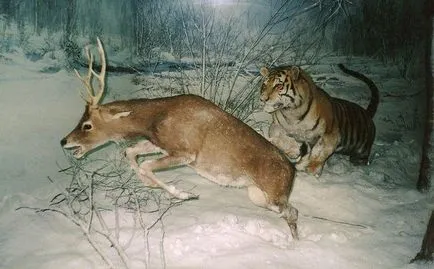 tigru lor cel mai nordic - Amur sau tigru siberian
