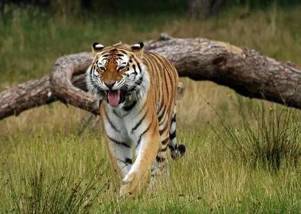 Тяхната най-северната част на тигър - Амур или сибирски тигър