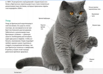 Ceea ce distinge pisica albastru rus de britanici de aceeași culoare