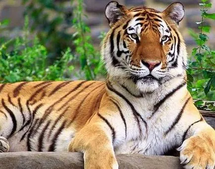 tigru lor cel mai nordic - Amur sau tigru siberian