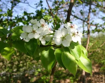 Чай от листата на ябълкови дървета полза и вреда на организма