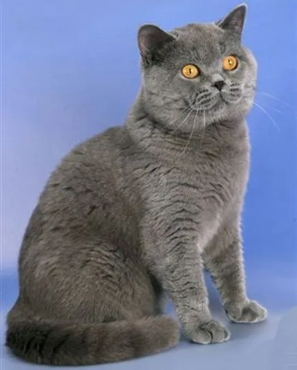 Ceea ce distinge pisica albastru rus de britanici de aceeași culoare