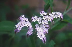 Heliotrop flori - reproducere, cultivare și îngrijire la domiciliu