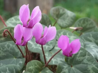 Cyclamen de la tratamentul sinuzitei auxiliar de Cyclamen sinuzite la domiciliu