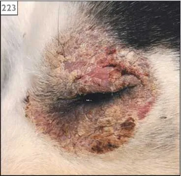 Cink - dermatosis érzékeny kutyák, állatorvos