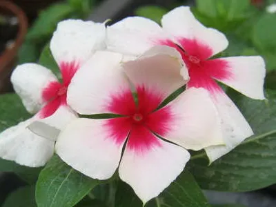 Цветя kataratus снимки на цветя, грижи и отглеждане у дома, размножаване стая
