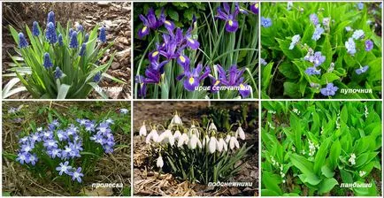 Continuă grădină de flori înflorire de plante perene