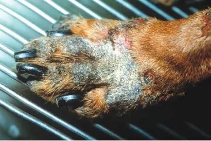 Cink - dermatosis érzékeny kutyák, állatorvos