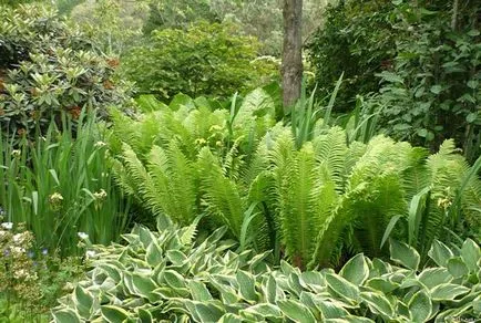 Continuă grădină de flori înflorire de plante perene