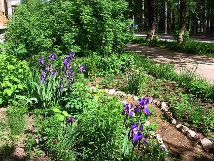 Continuă grădină de flori înflorire de plante perene