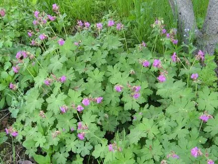 Continuă grădină de flori înflorire de plante perene