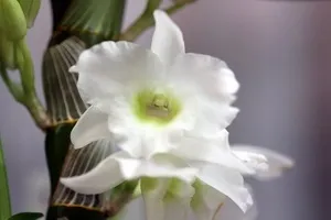 Dendrobium starklass de îngrijire la domiciliu - Plante Magic