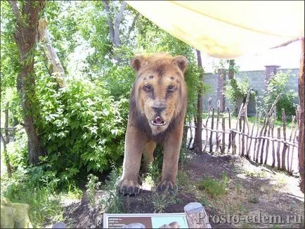 Dinopark динозавър около Магнитогорск цени, как да получат плажни снимки и видеоклипове, просто