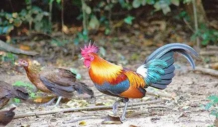 JUNGLEFOWL zöld, szürke, Ceylon, vad - tenyésztés és vélemények