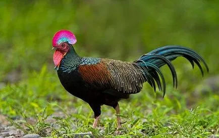 JUNGLEFOWL zöld, szürke, Ceylon, vad - tenyésztés és vélemények