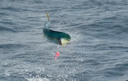 Dorado (dorado mare), Caravana de pescuit