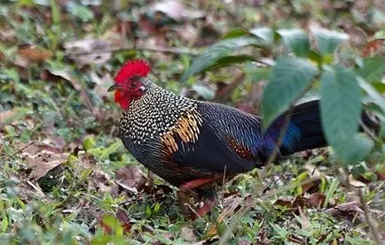 JUNGLEFOWL zöld, szürke, Ceylon, vad - tenyésztés és vélemények