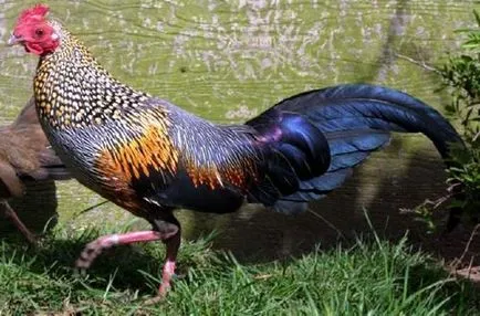 JUNGLEFOWL zöld, szürke, Ceylon, vad - tenyésztés és vélemények