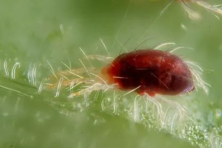 Főoldal pálma virág különös gonddal, termesztési feltételek