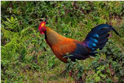 JUNGLEFOWL zöld, szürke, Ceylon, vad - tenyésztés és vélemények