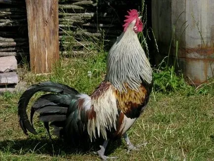 JUNGLEFOWL zöld, szürke, Ceylon, vad - tenyésztés és vélemények