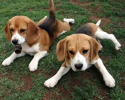 Képzési Beagle, a legjobb barátok