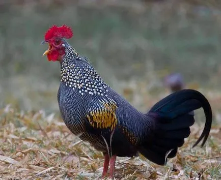 JUNGLEFOWL zöld, szürke, Ceylon, vad - tenyésztés és vélemények