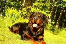 În cazul în care acasă Rottweiler, natura, sensibilitate puternică Rottweiler caracter, comportament Rottweiler