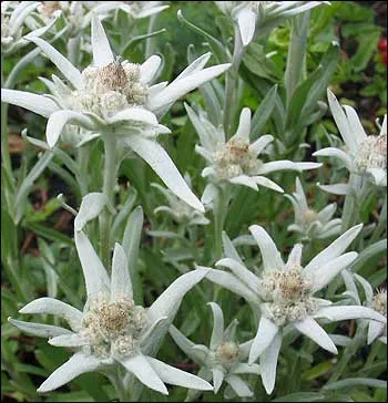 îngrijire Edelweiss, cultivare, udare, plantare la domiciliu