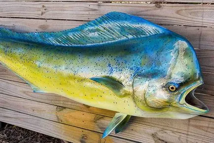 El Dorado de pește uimitor de diferite tipuri și caracteristici de pescuit