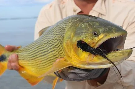 El Dorado невероятно риба от различен тип и разполага риболов