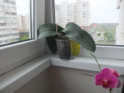 Phalaenopsis locsolás nélkül