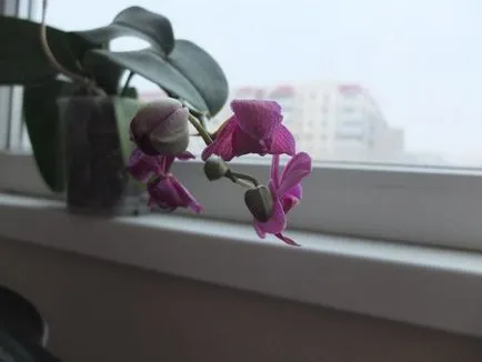 Phalaenopsis locsolás nélkül