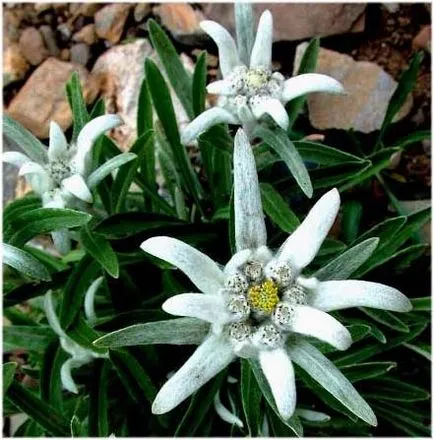 îngrijire Edelweiss, cultivare, udare, plantare la domiciliu