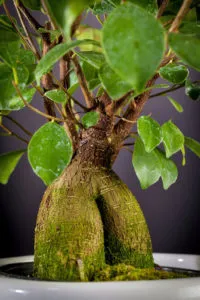 Ficus microcarpa - ingrijire la domiciliu, de reproducție, fotografii