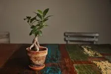 Ficus microcarpa грижи у дома, снимки