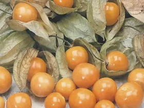 plantare Physalis și reproducere, cultivare și întreținere