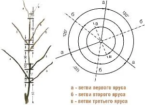 Формиращо резитба на овощни дървета на