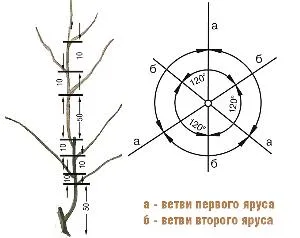 Формиращо резитба на овощни дървета на