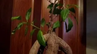 Ficus microcarpa грижи у дома, снимки