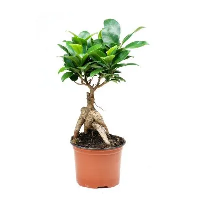 Ficus microcarpa грижи у дома, снимки