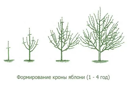 Формирането на короната на плодно дръвче - отсече излишните клони