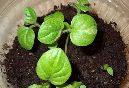 plantare Physalis și reproducere, cultivare și întreținere