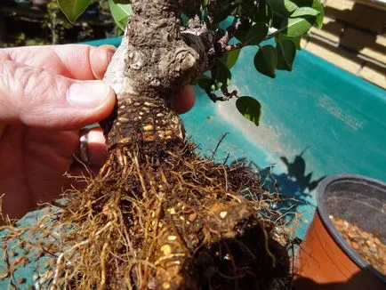 Ficus microcarpa - ingrijire la domiciliu, de reproducție, fotografii