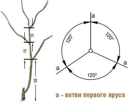 Формиращо резитба на овощни дървета на